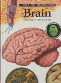 Image of Brain: Our Body's Nerve Center